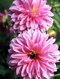 Close-up of bee pollinating on pink flower