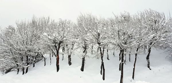 Bare trees against clear sky during winter