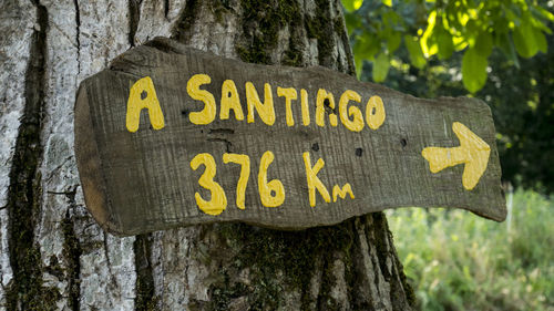 Close-up of information sign on tree trunk