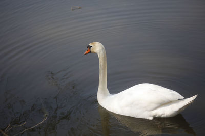 High angle view of swan swimming in lake