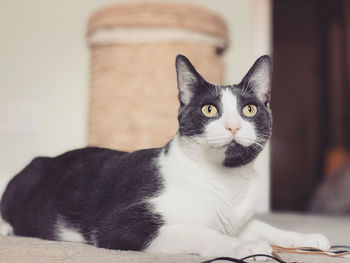 Close-up portrait of a cat