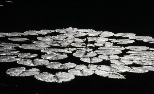 High angle view of flowers on black background