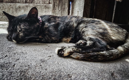 Close-up of a dog sleeping