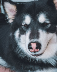 Close-up portrait of a dog