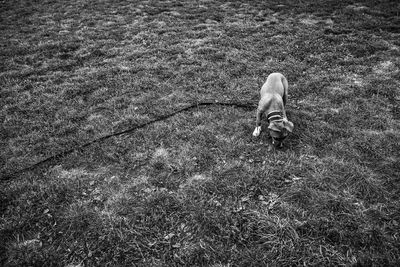 High angle view of puppy on field