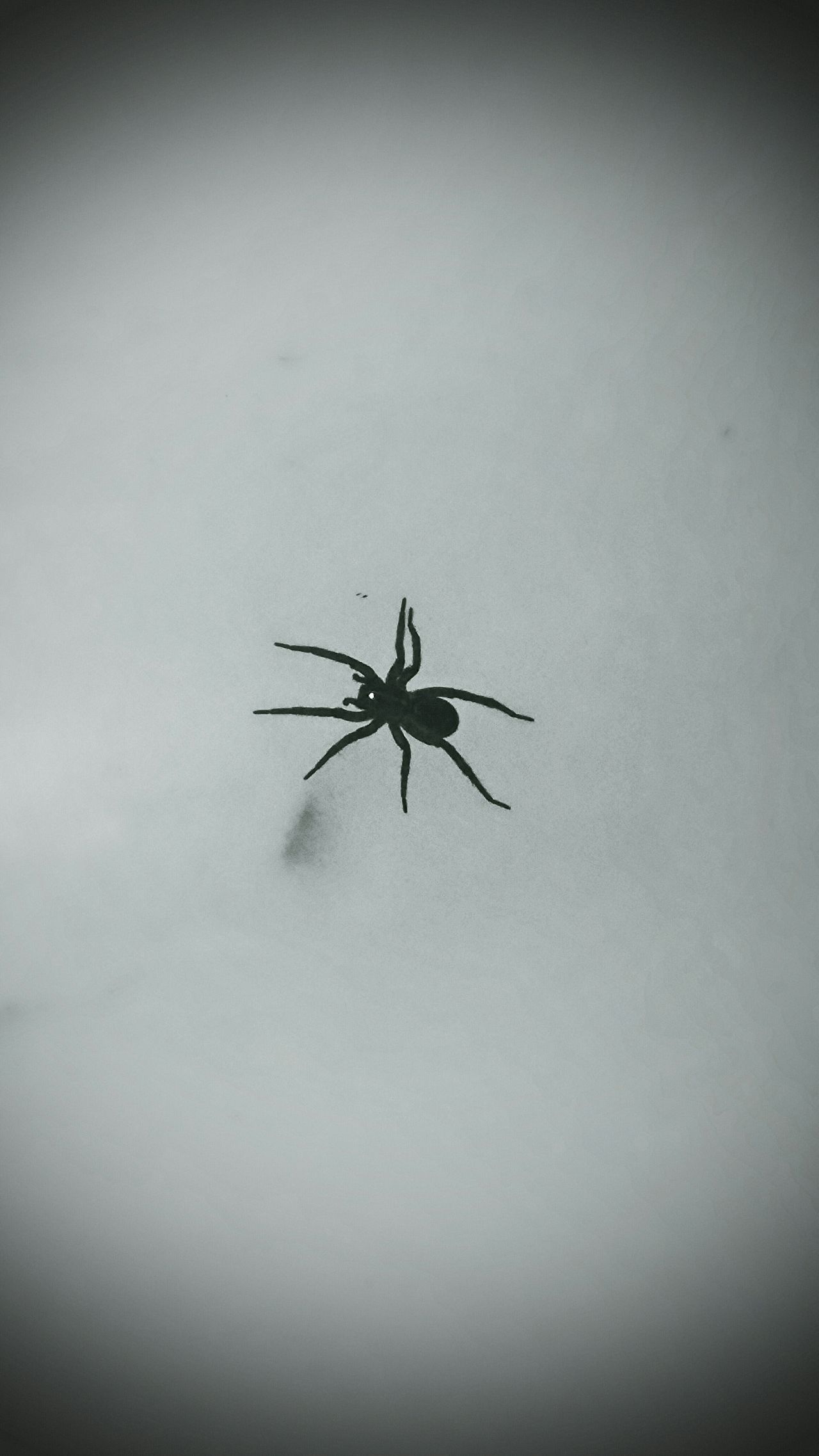 8 legged freaks