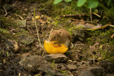 Close-up of squirrel on field