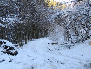 Snow covered bare trees in forest