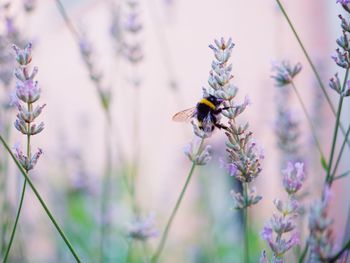 Close-up of bee pollinating on purple flower