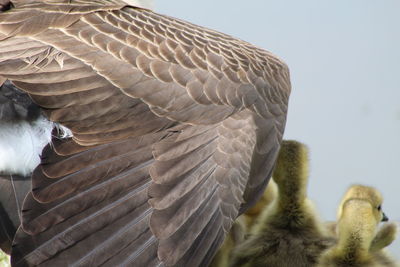 Low angle view of goose protecting gosling's 