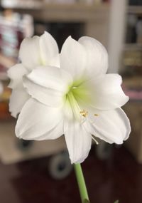 Close-up of white flowering plant