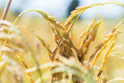 Close-up of stalks in field