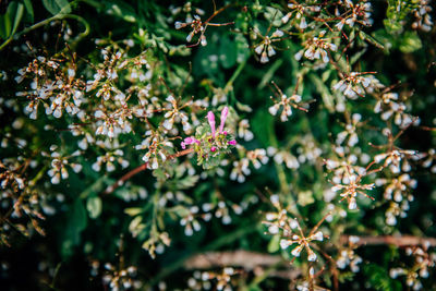 Close-up of flowers blooming outdoors
