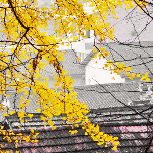 Close-up of yellow flowers on tree during autumn