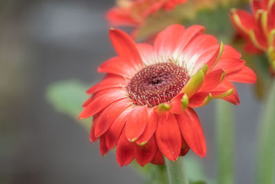 Close-up of red flower