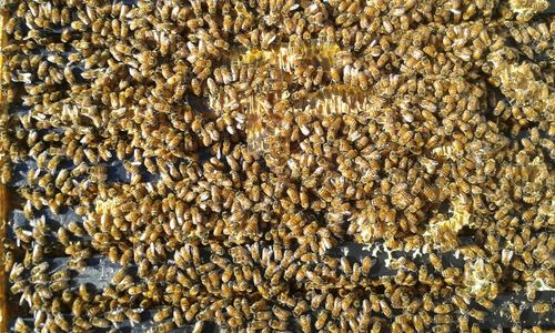 Close-up high angle view of honeybees