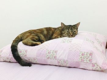 Portrait of cat lying on sofa