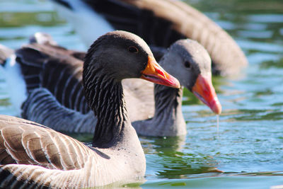 Close-up of duck swimming in lake