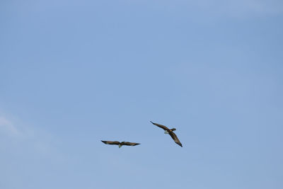 Low angle view of birds flying against blue sky