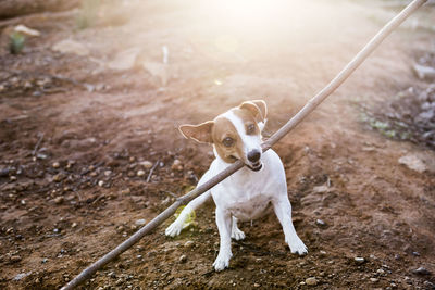 Dog with stick