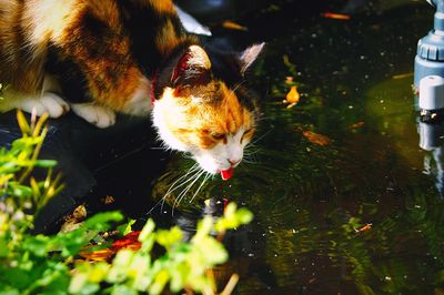 High angle view of cat drinking from pond