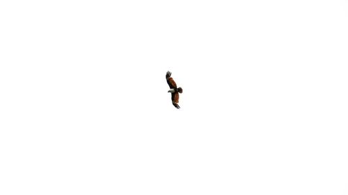 Low angle view of bird flying in sky