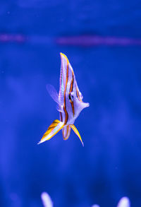 Close-up of fish in water