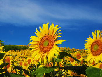 Close-up of yellow sunflower against sky