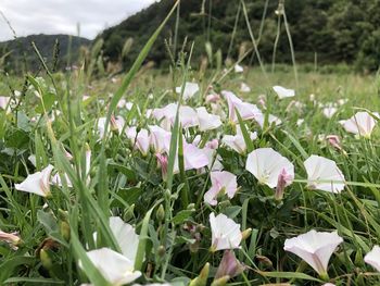 Close-up of flowering plants on field