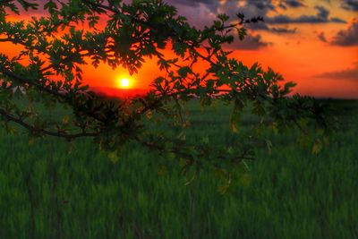 Trees against sky during sunset