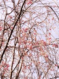 Low angle view of bare tree against the sky