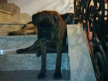 Dog looking at camera