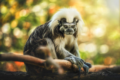 Portrait of monkey sitting on branch