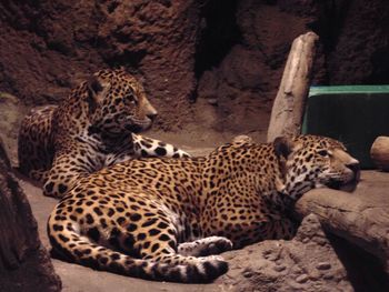 Cat lying on rock