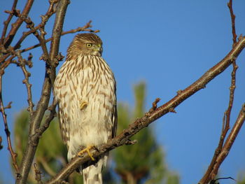 Low angle view of eagle perching on tree against sky