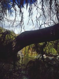 Bare tree by lake against sky