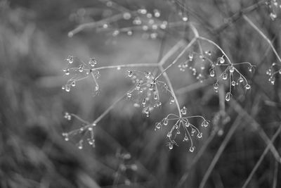 Close-up of wet plant during rainy season