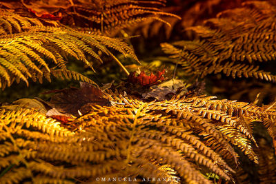 Full frame shot of banana leaves