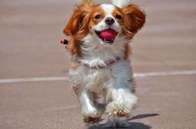 Close-up of cavalier king charles spaniel running on field