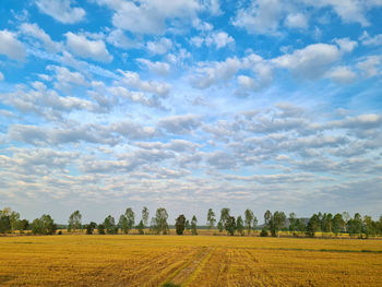 Scenic view of agricultural field against sky