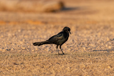 Close-up of bird perching on a field