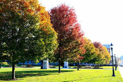 Trees in park against clear sky during autumn