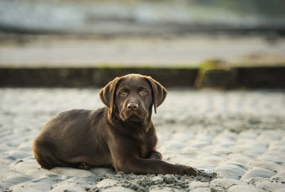 Portrait of chocolate labrador puppy resting on sand