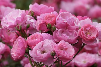 Full frame shot of pink roses