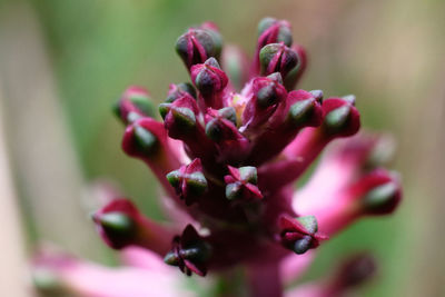 Close-up of pink flowering plant