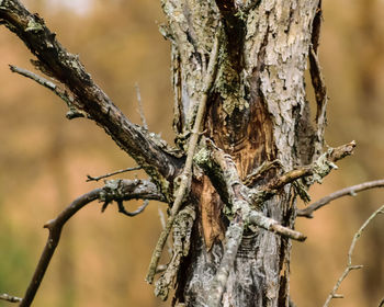 Close-up of dead tree trunk