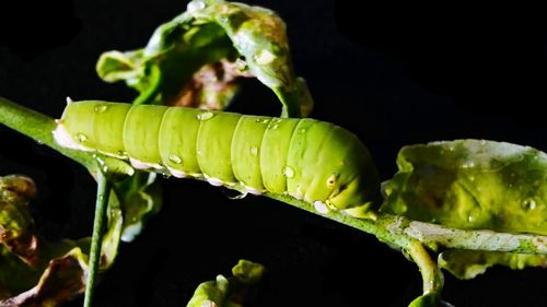 Close-up of green leaves