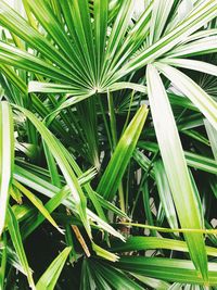 High angle view of plants growing on field
