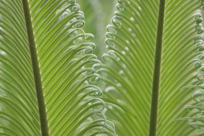 Close-up of palm tree leaves