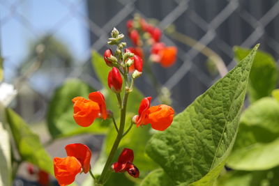 Close-up of red flower